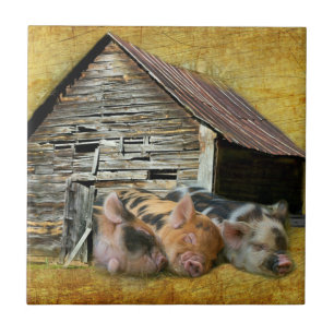 Three Little Pigs At The Rustic Barn Snoozing Tile