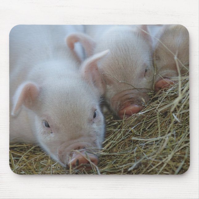 Three Little Pigs Mouse Pad (Front)