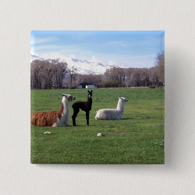 Three Llamas In Field 2 Inch Square Button (Front)