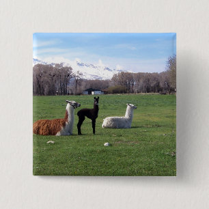 Three Llamas In Field 2 Inch Square Button