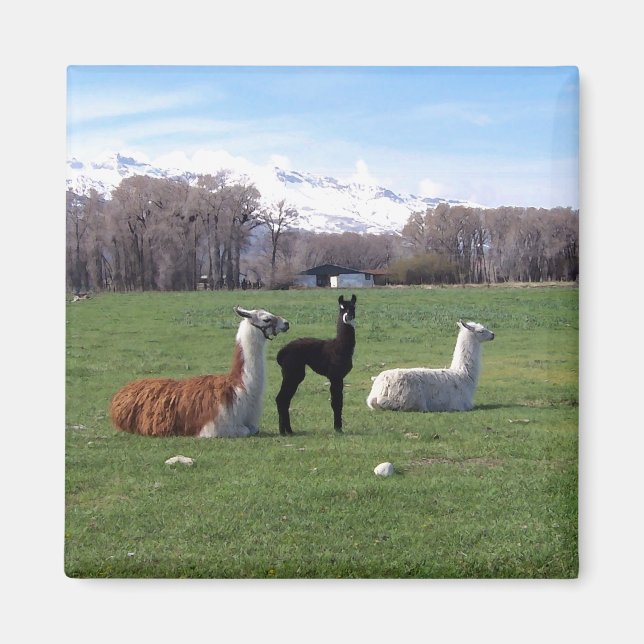 Three Llamas In Field Magnet (Front)