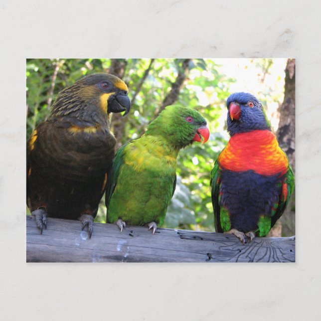 Three Lorikeets Postcard (Front)