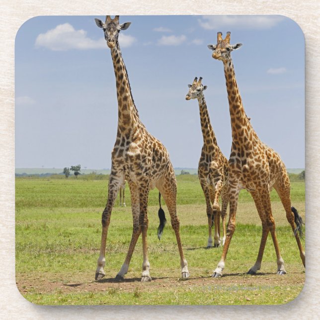 three Masai giraffes, Giraffa camelopardalis Coaster (Front)