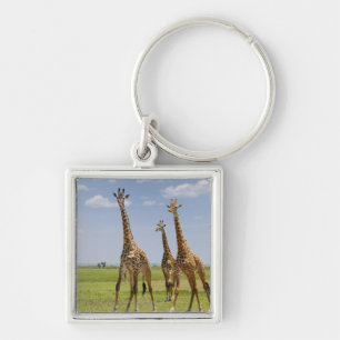 three Masai giraffes, Giraffa camelopardalis Keychain