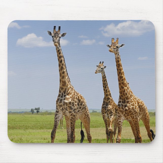 three Masai giraffes, Giraffa camelopardalis Mouse Pad (Front)