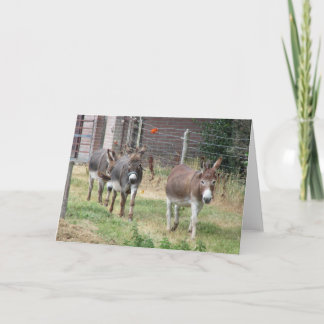 Three mini donkeys. card
