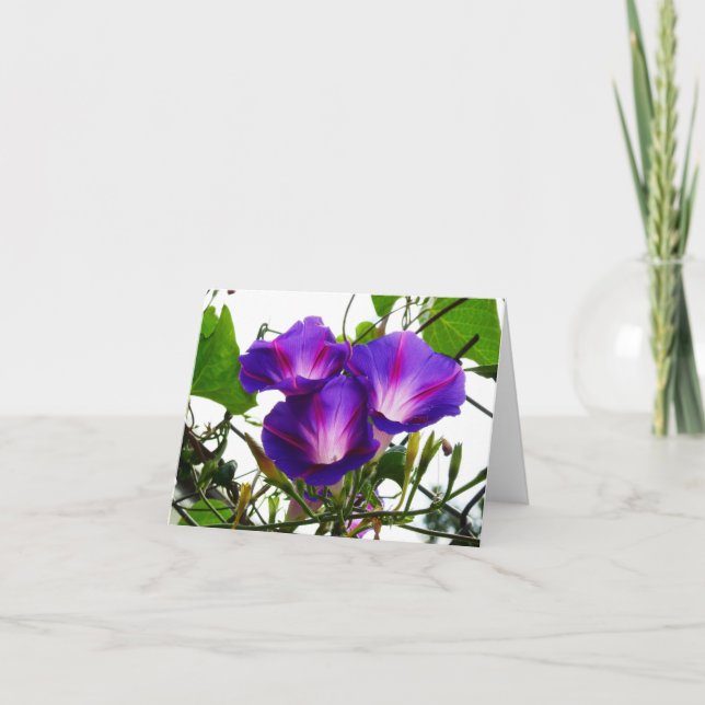 Three Morning Glories Card (Front)