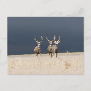Three Mule Deer Bucks Postcard