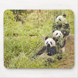 Three Munching Panda Cubs Mousepad