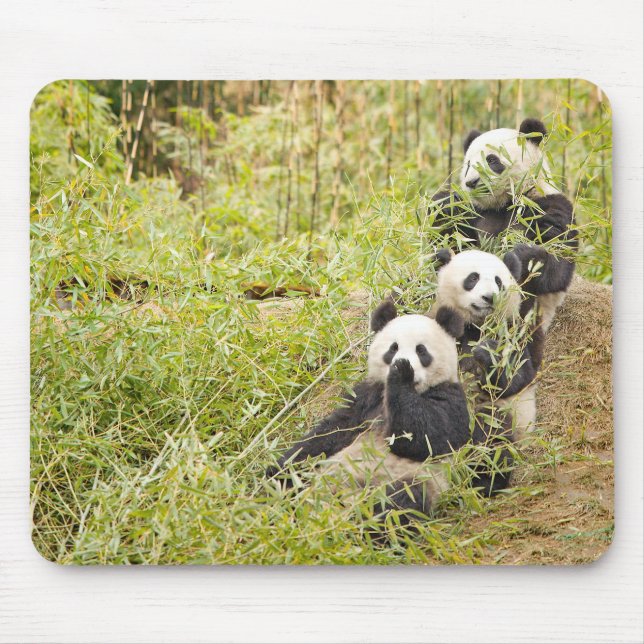 Three Munching Panda Cubs Mousepad (Front)