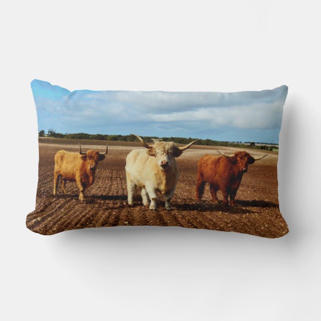 Three Naughty Highland Cows, Lumbar Pillow (Front)