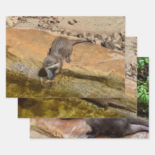 Three Otter, Gift Wrapping, Decoupage, Sheets, Wrapping Paper Sheet