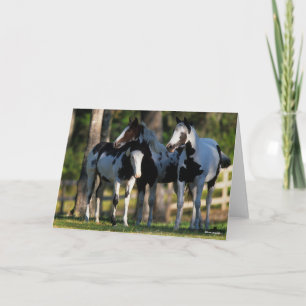 Three Paint Horses Standing Together Card