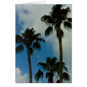 Three Palms