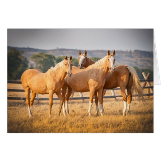 Three Palomino (Devant horizontal)