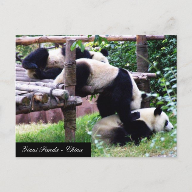 Three Panda Bears having fun playing / China Postcard (Front)