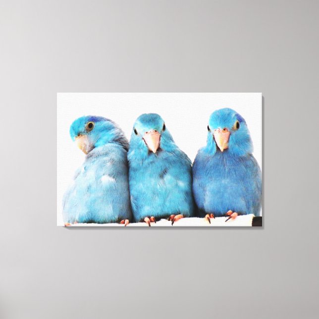 Three Parrots Pacific Blue Parrotlets Canvas Art (Front)