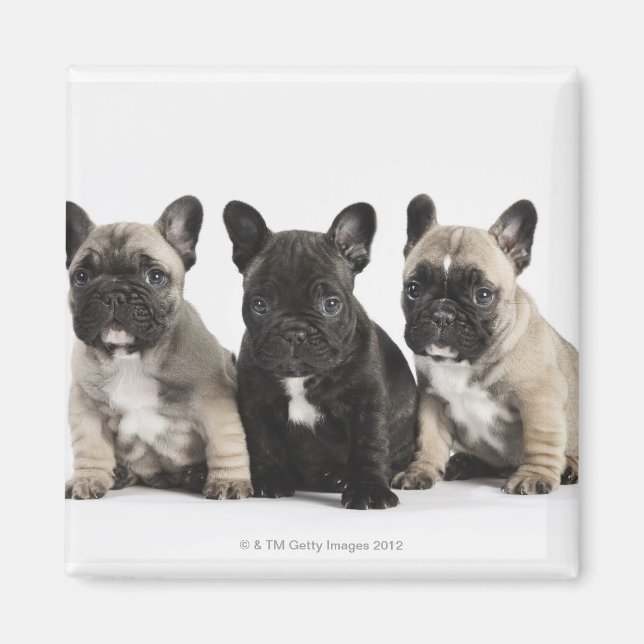 Three Pedigree Puppies Magnet (Front)