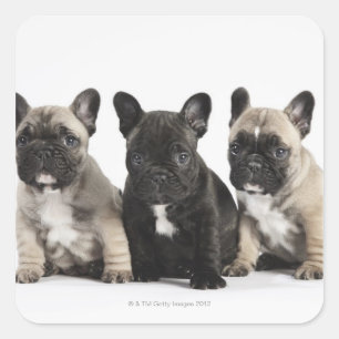 Three Pedigree Puppies Square Sticker