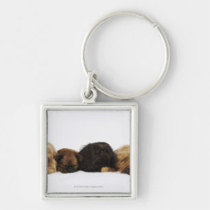 Three Pekingese dogs and single Pug lying down Keychain