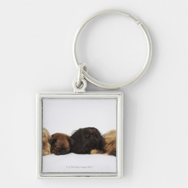 Three Pekingese dogs and single Pug lying down Keychain (Front)