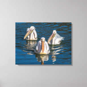 Three pelicans close up canvas print