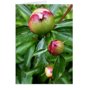 Three peony buds