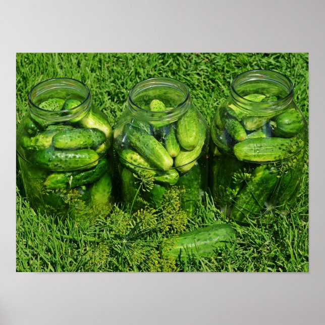 Three Pickling Jars filled with Whole Cucumbers Poster (Front)