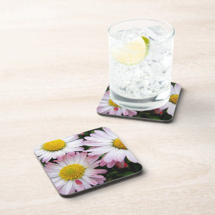Three pink and white daisies coaster