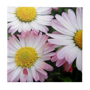 Three pink and white daisies tile