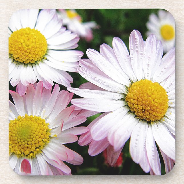 Three pink daisies coaster (Front)
