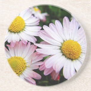 Three pink daisies coaster