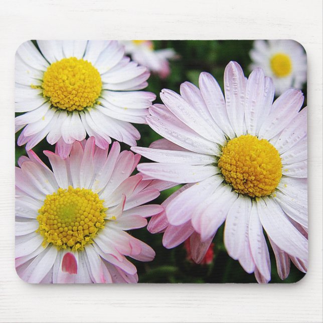 Three pink daisies mousepad (Front)