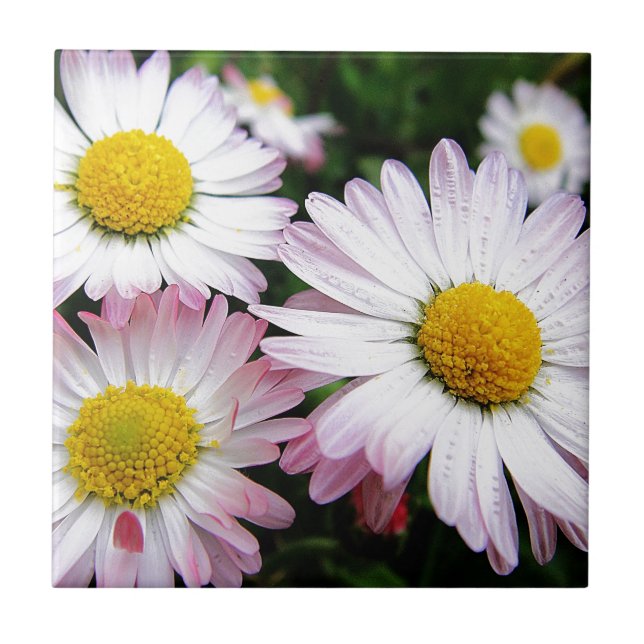 Three pink daisies tile (Front)
