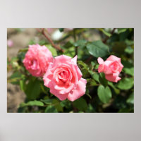 Three Pink Rose