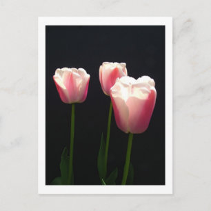 Three pink tulip flowers. Christmas, holidays. Holiday Postcard