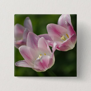 Three pink tulips button
