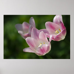 Three pink tulips poster