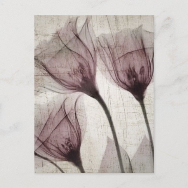Three Pink Vintage X-Ray Flowers Postcard (Front)