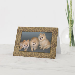 Three Pomeranians Note or Greeting Card