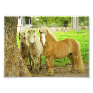 Three Ponies Horse Farm Photo Print