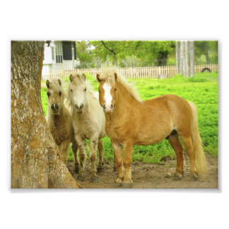 Three Ponies Horse Farm Photo Print