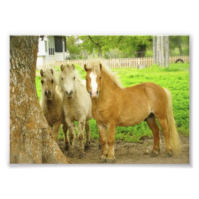Three Ponies Horse Farm Photo Print (Front)