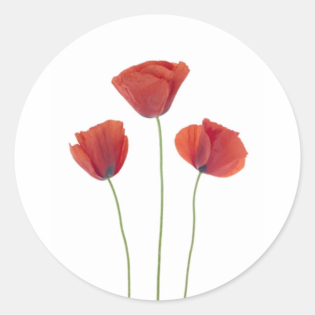 Three poppies classic round sticker (Front)