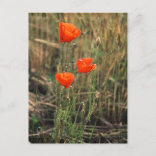 Three Poppies Postcards