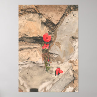 Three Poppies Poster