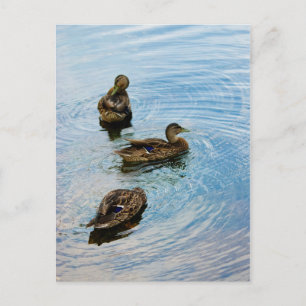 Three Postcard