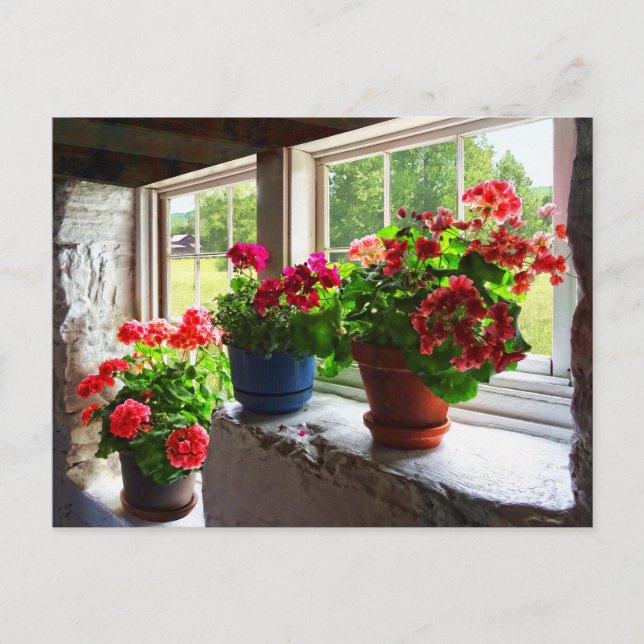 Three Pots of Geraniums on Windowsill Postcard (Front)
