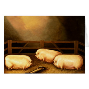 Three Prize Pigs outside a Sty