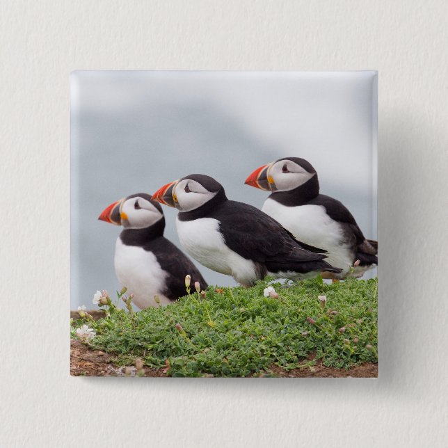 Three Puffins 2 Inch Square Button (Front)